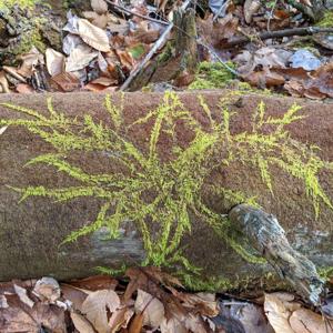 Mountain Moss