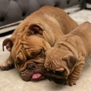 Französische Bulldoggenzüchter in München: Worauf Sie bei der Auswahl eines Züchters achten sollten