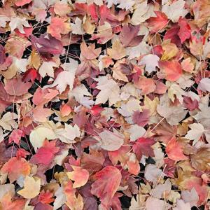 "The Revelation Chambers"