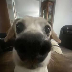 Alidias podcast