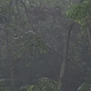Hazy