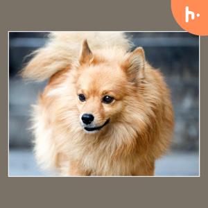 High-Quality Goldendoodles for Sale in San Antonio