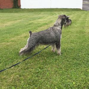 On-Leash Unleashed