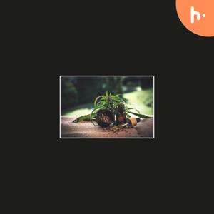 Rick Simpson Oil | The Power of THC for Healing