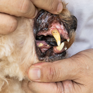 Veterinary Dental Supplies Masterclass