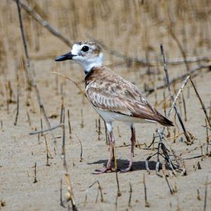 Lagunas de veneno: la amenaza silenciosa