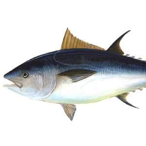 Not a Fishing Podcast