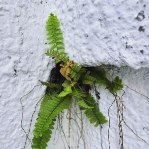 Vertientes ardió en llamas en 1937