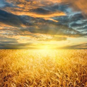 God's Whole Word Podcast