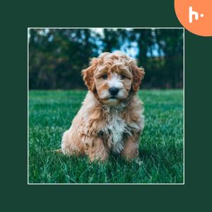 ABC’s Puppy Z’s: Your Ultimate Guide to Finding Your Perfect Puppy