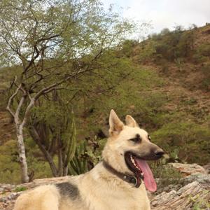 “No oyes ladrar a los perros” Juan Rulfo