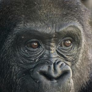 Origen y evolución del ser humano