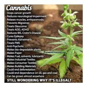 Cannabis Basics: Varieties, Uses, and Benefits
