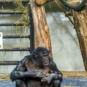 Origen de la evolución