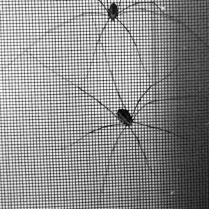 Arachnidan