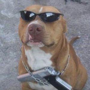 Pitbull do Samba TalkShow