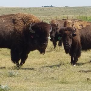 ’Voices From The Street’