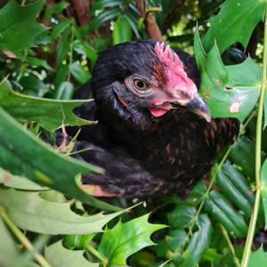 The Plot Chickens