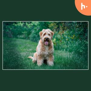 ABCs Puppy Zs: A Premier Destination for Goldendoodle Puppies