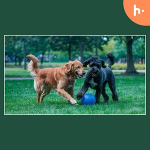 ABCs Puppy Zs: A Fun and Engaging Guide to Puppy Training