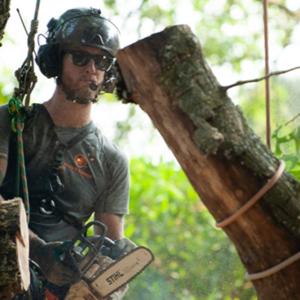 Urban Timber Tree Service