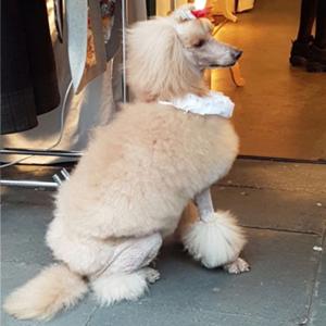 Cuentos de perros