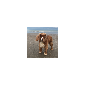 Cocker Spaniels at Odd Bits Daily