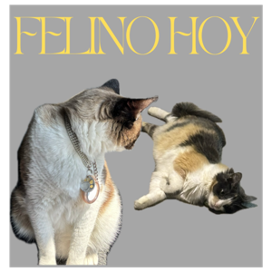 Felino hoy! -5 TIPS IMPRESINDIBLES PARA SER EL MEJOR amigo de los gatos en menos de 5 minutos