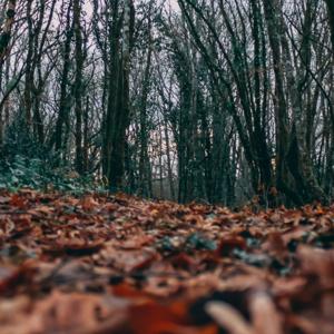 Tashy's Success Strategies