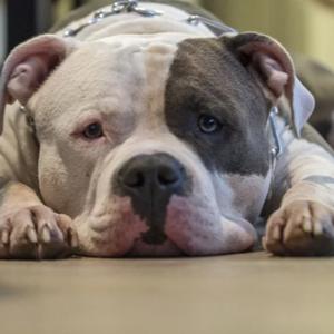 American Bully