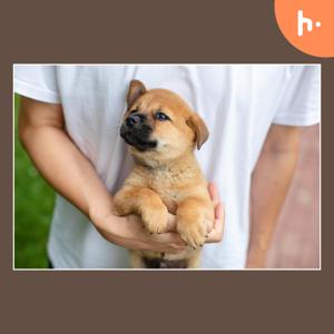 The Ultimate Guide to Owning a Goldendoodle