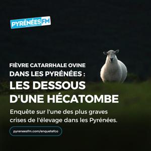 Fièvre catarrhale ovine dans les Pyrénées : les dessous d'une hécatombe