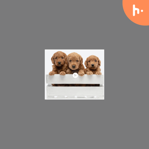 Expert Tips for Raising Goldendoodle Puppies in Georgia