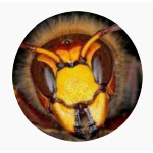 Initiate Swarm Protocol