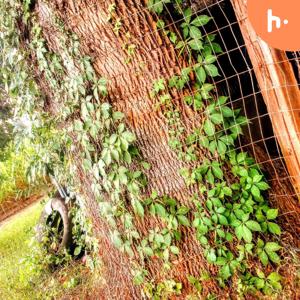 Catalina Let's talk About it First Podcast