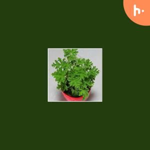 Herb seeds for sale