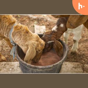 Goat Feed Supplements