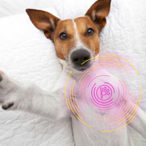 Pawsitive - Give your Dog a Phone!