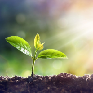 Surviving and thriving as a Christian in the Real World