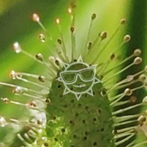 greenthings 3Speak Podcast