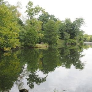 Shutter the Dark Shorts