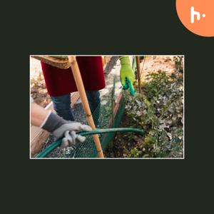 lawn dethatching service