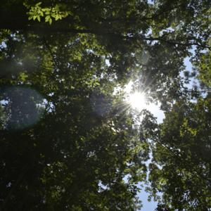 Puddle of Sunshine Inklings