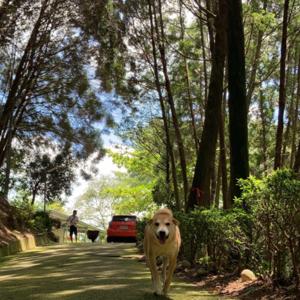 肖楠林裡的精靈王國