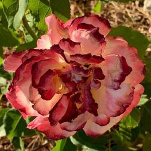 White Rose Histories