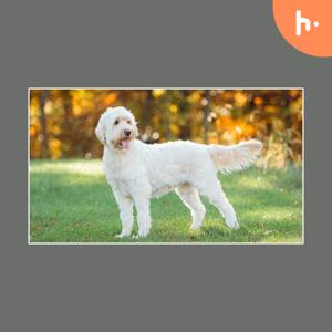 The Ultimate Puppy Training Handbook: ExpertTips and Techniq