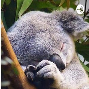 Koala’s Tea Time