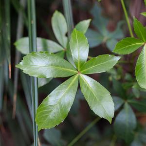 The Restoring Nature Show