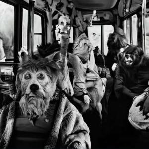 Animal Bus