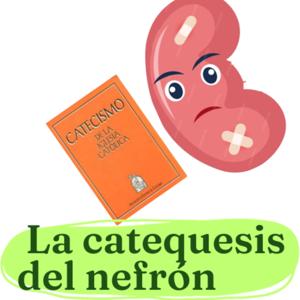 La catequesis del nefrón